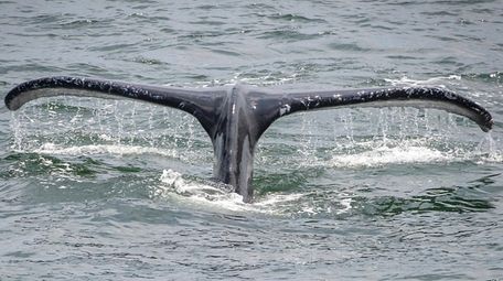 A humpback whale is seen from the Atlantic