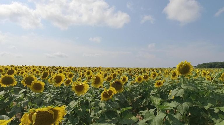 Eyecatching sunflower maze blooms in Mattituck Newsday