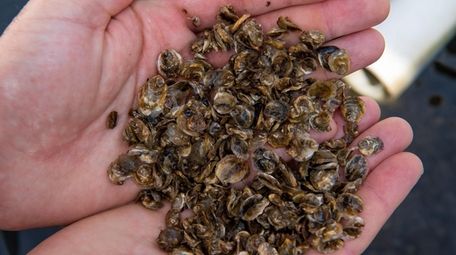Brookhaven Town and nonprofit Seatuck Environmental collect oyster