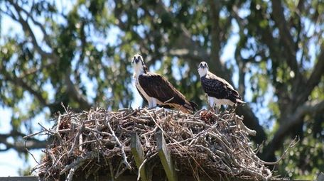 Two ospreys are perched on a nest on