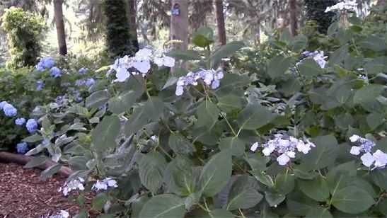 The hydrangea garden at Planting Fields Arboretum State