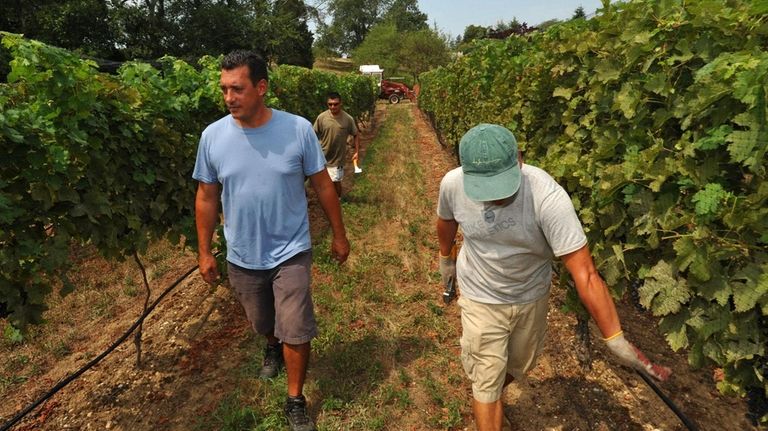 Winemaker Peter Pugliese, left, inspects the progress of