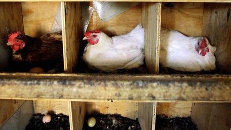 Free range chickens are seen nesting to lay