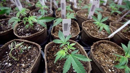 Cuttings at Sira Naturals medical marijuana in Milford,
