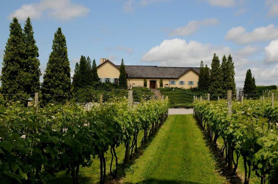 The vineyard extends practically to the front of