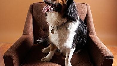 Long Beach dog owners will need to register