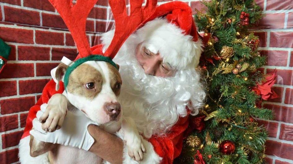 Holiday events for pets on Long Island | Newsday