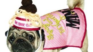 A bulldog as a plate of spaghetti &