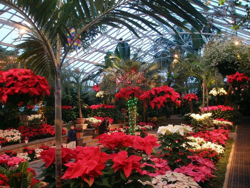There will be a poinsettia and cyclamen display