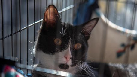 Jethrow at Town of Hempstead's animal shelter.