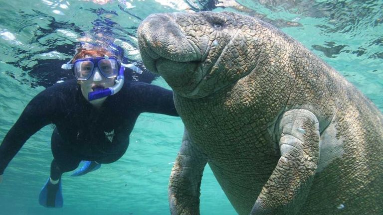 Swim with manatees in Florida | Newsday