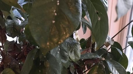 Scale infests a gardenia plant. Persistence is necessary