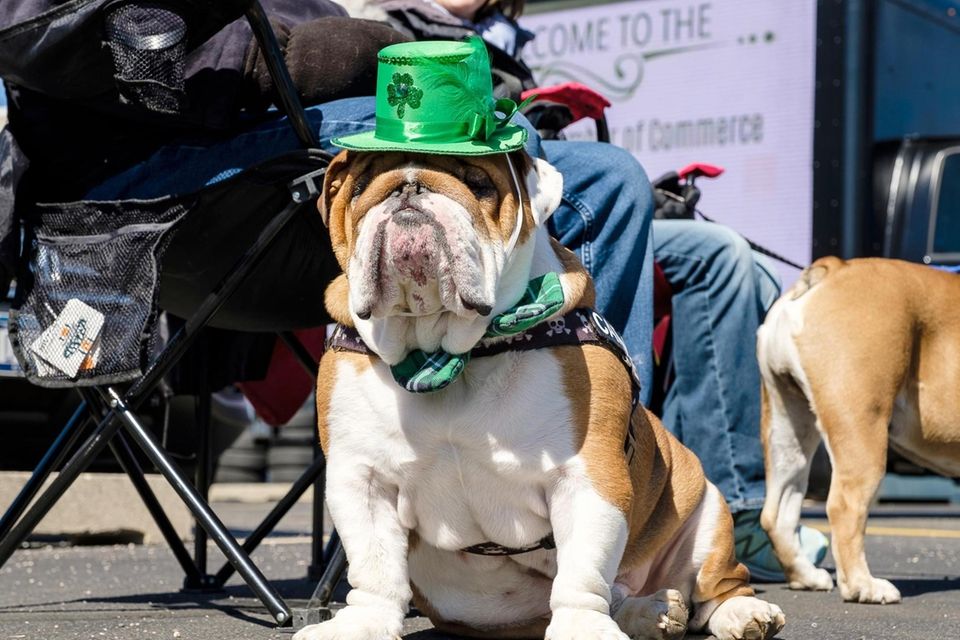 Carmine, a 3-year-old English Bulldog, is dressed up