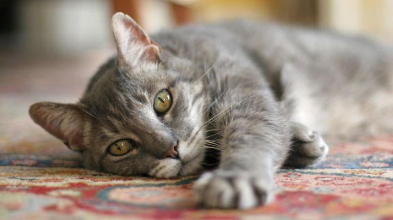 This cat should stay downstairs.