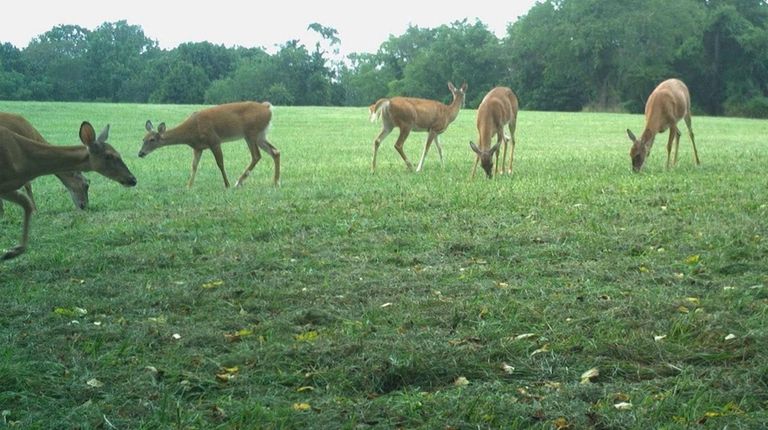 An image taken from a trail camera shows