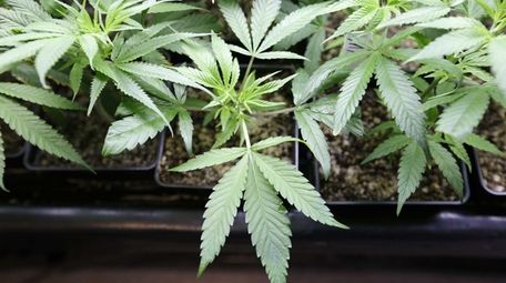Marijuana plant are seen at a growing facility