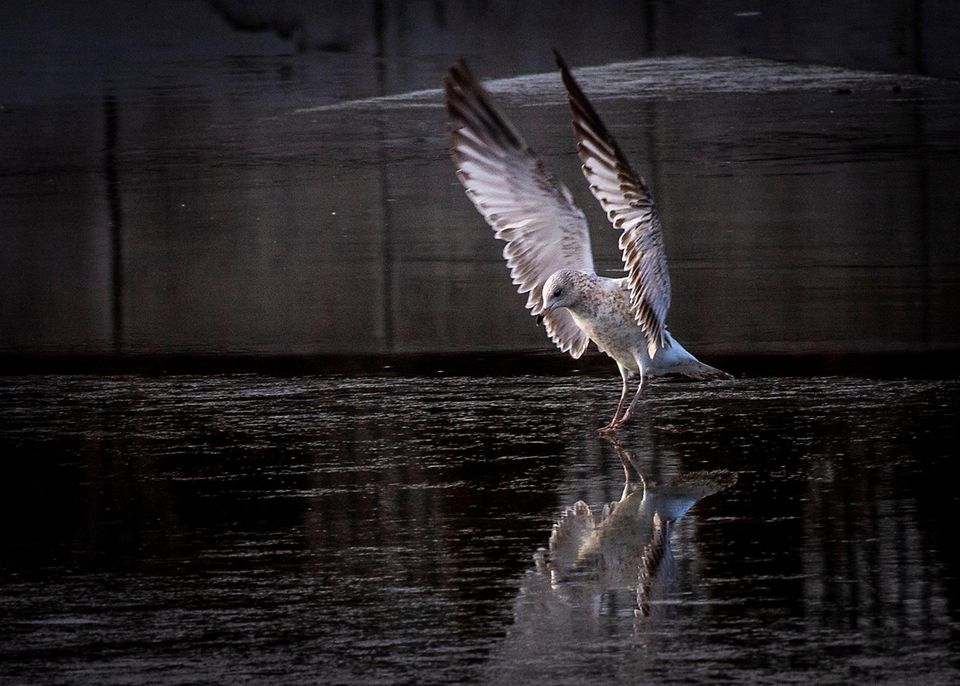 A seagull landing in the icy pond at