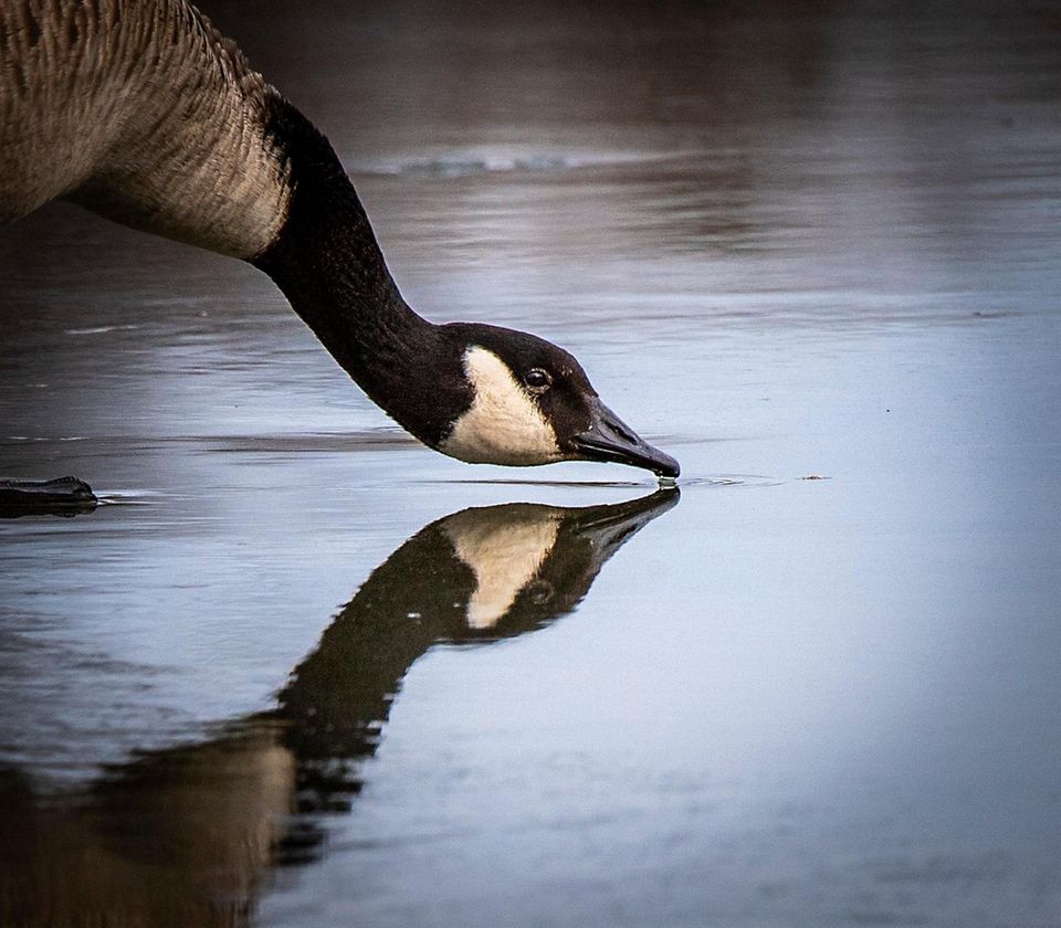 A Canada Geese drinking and feeding on the