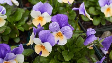 Violas are an early-season flower on the grounds