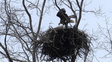 Centerport Residents Feathers Ruffled Over Surge Of Bird