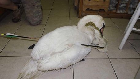 A swan found with an arrow through its