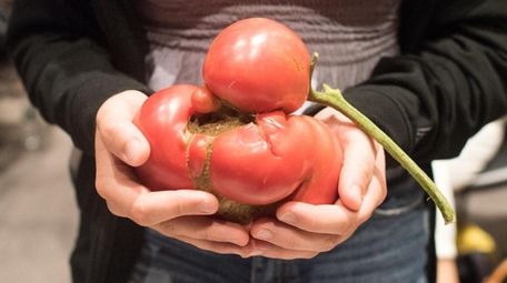 Catarina Rasizzi, of Northport, holds her ugly tomato