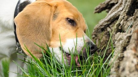 A beagle chews on the green grass at