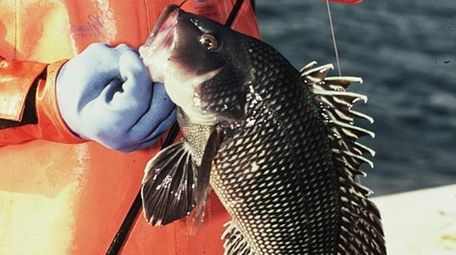 Black sea bass frequent local waters through November.