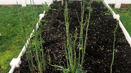 Asparagus growing tall in Diane Frenger's West Babylon