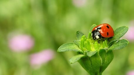 The youth of June gardens bursts with ambition.