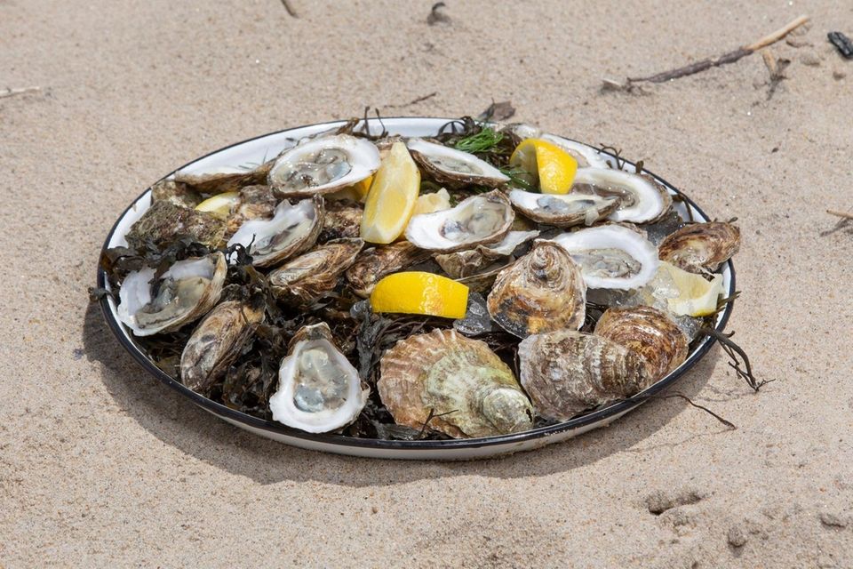 Oysters from Morty's Oyster Stand photographed at Indian