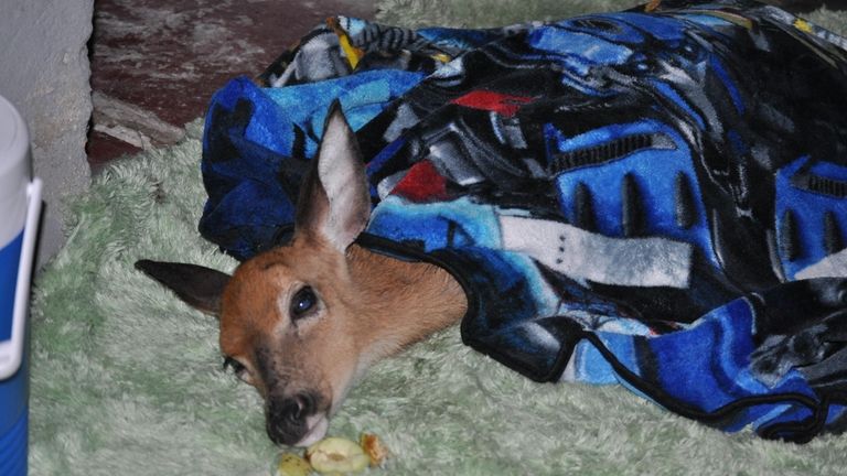 Maria McGiff, of Brookhaven, rescued a fawn trapped