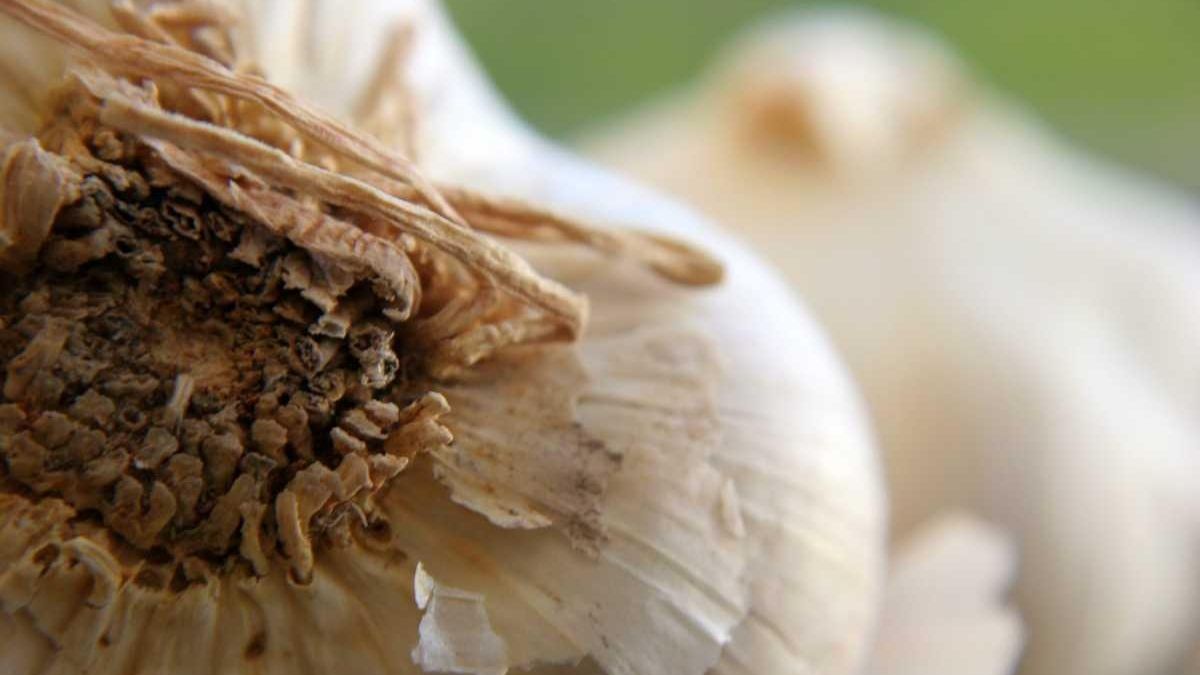 It's time to plant garlic | Newsday