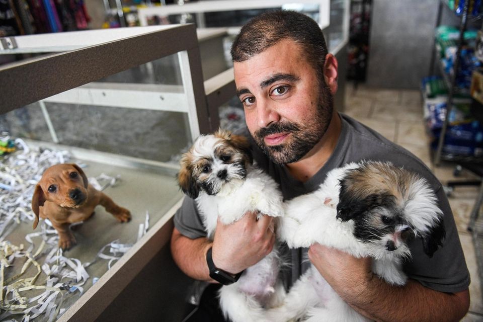 Joe Sollicito, owner of Love My Puppies NY,