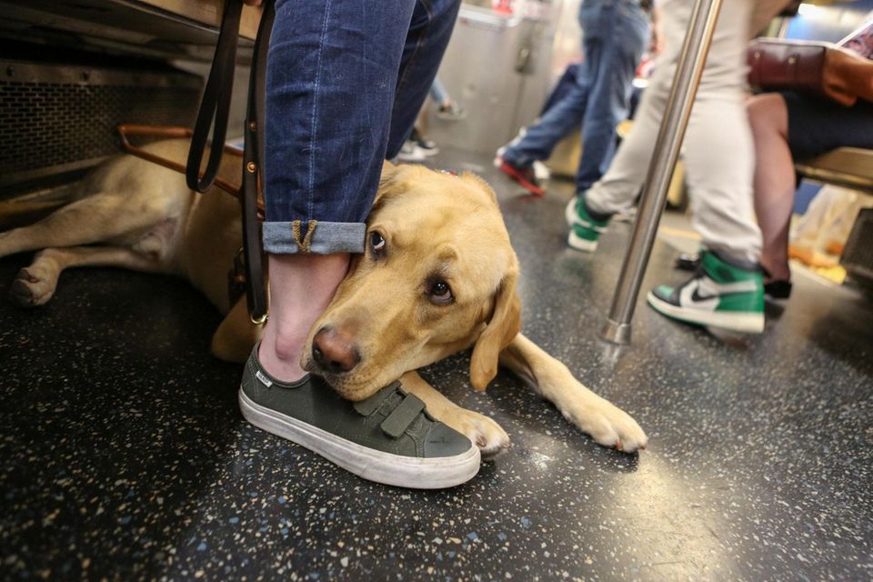 " Sunny," a 1.5 year old Yellow Lab