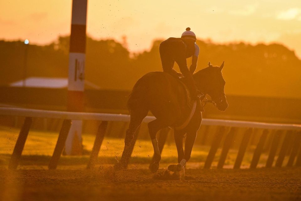 Horses run the track in the morning light