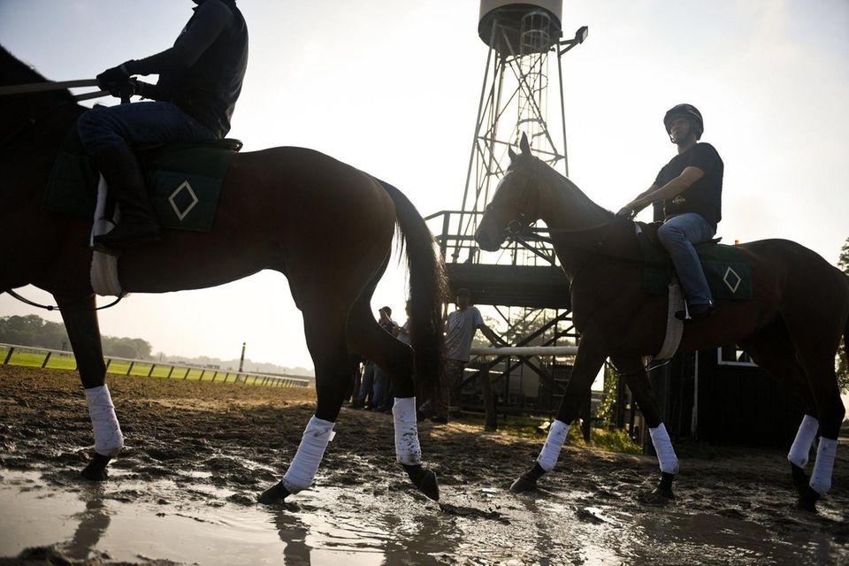 Horses walk out onto the track at Belmont