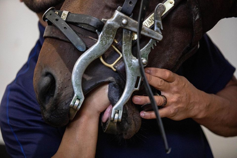 Dr. Joe Mussillo, of JM Equine Services, is