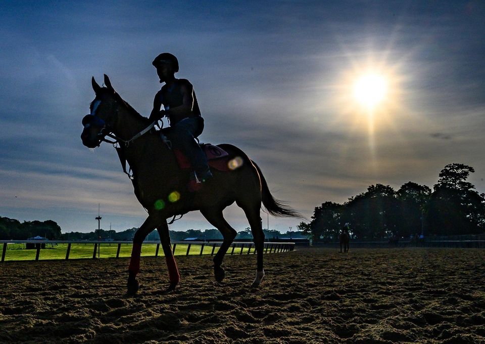 Horse getting in their morning workout at Belmont