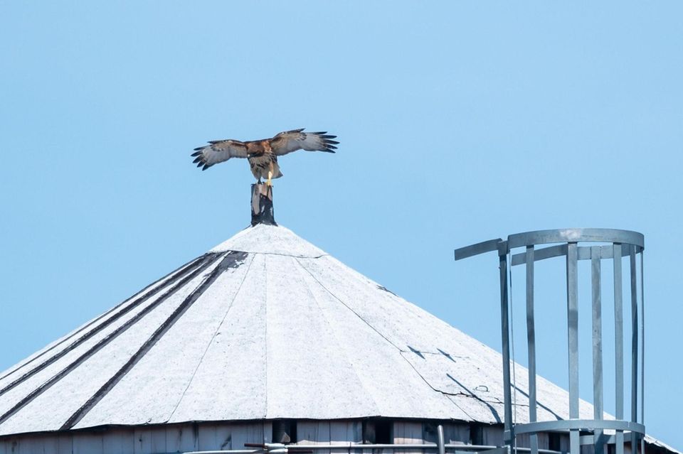 An adult Red Tailed Hawk uses a water