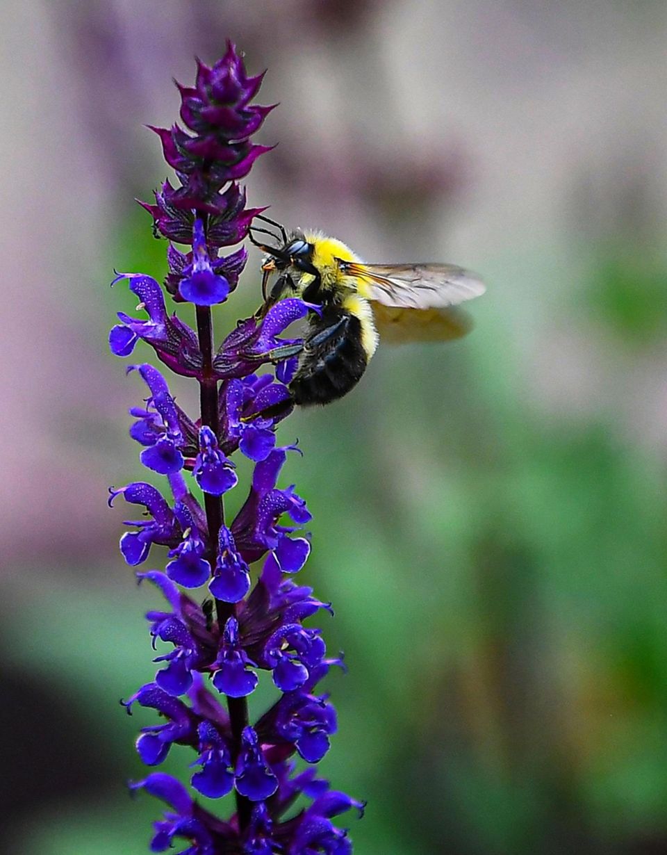 A bumble bee pollinates a lavender flower in