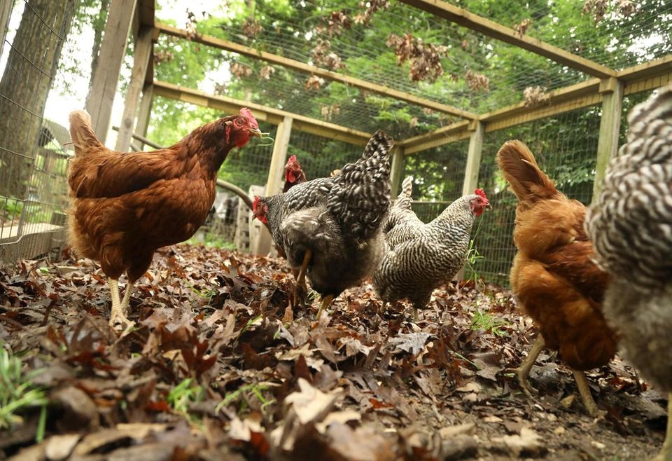 The six chickens that Robert Frampton keeps in