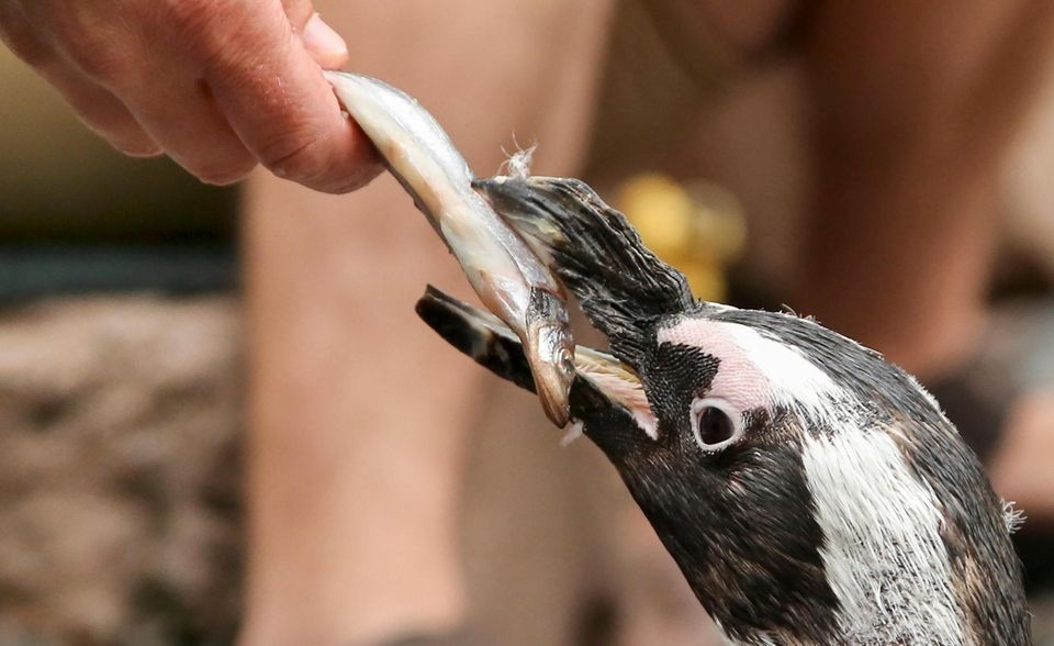 One of the South African penguins at the