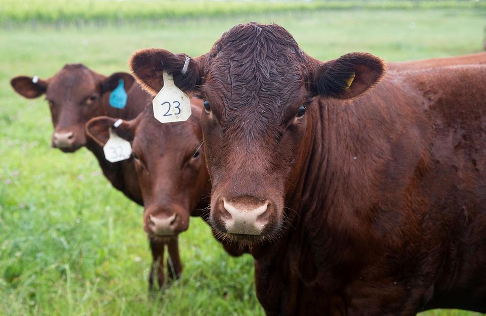 Red Devon cattle graze at North Fork Grass