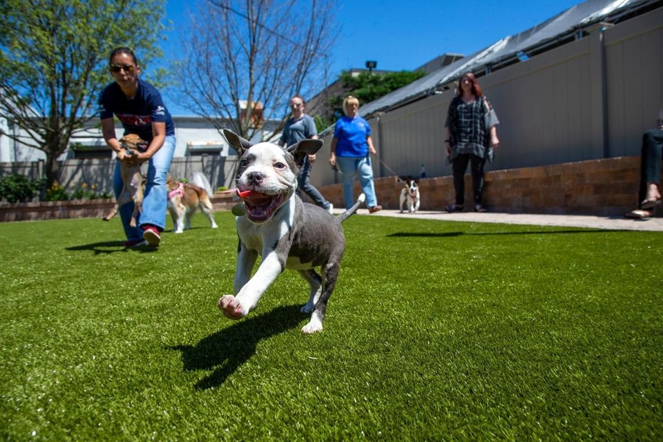 Puppies play during the opening of LaRocca Dog