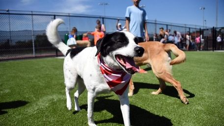 Dog Park Opened In New Hyde Park