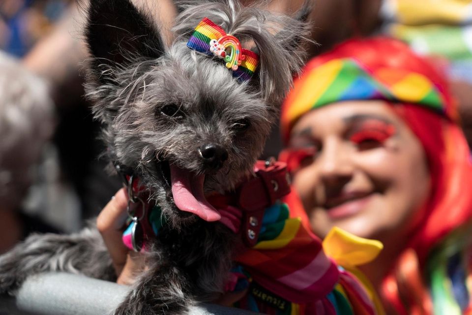 Lilly, a 13-year-old rescue Chorkie, left, and her