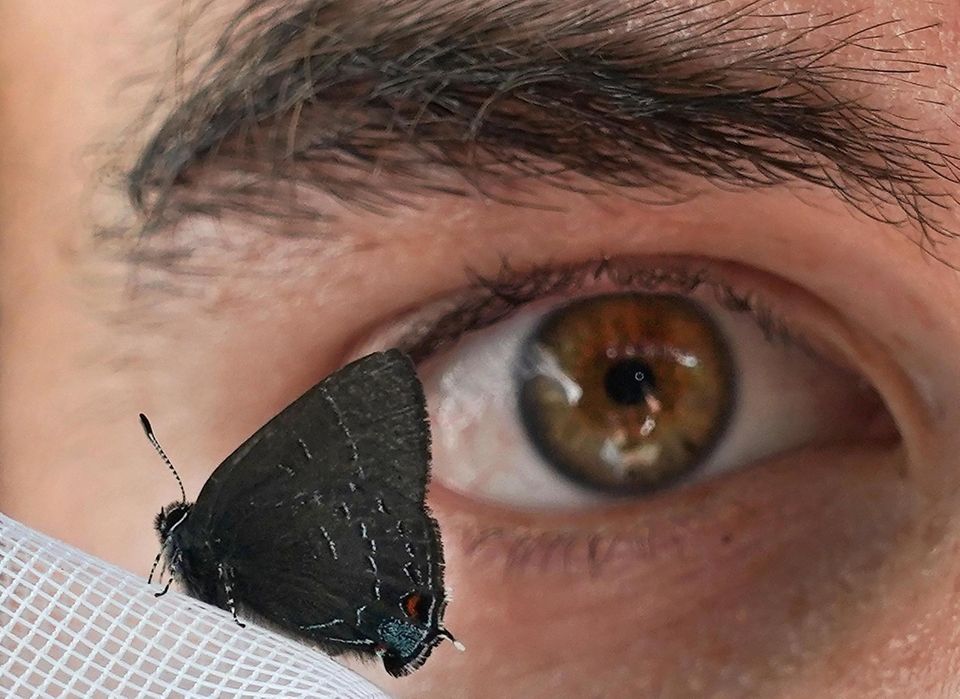 Biologists on Long Island are on the lookout