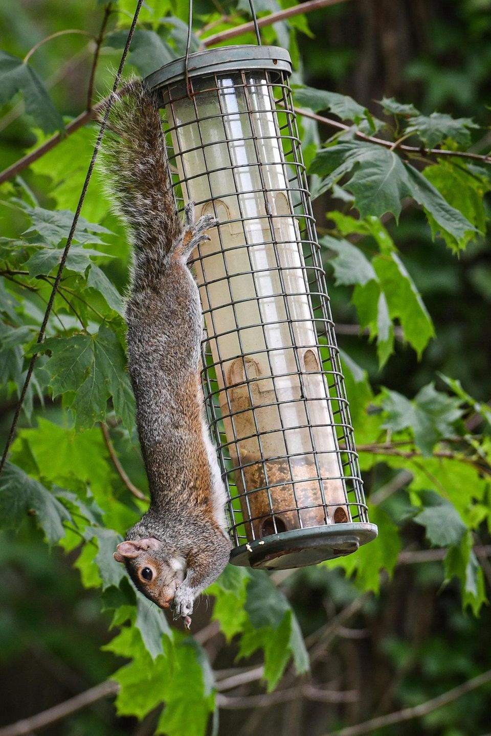 A squirrel eats from a bird feeder on