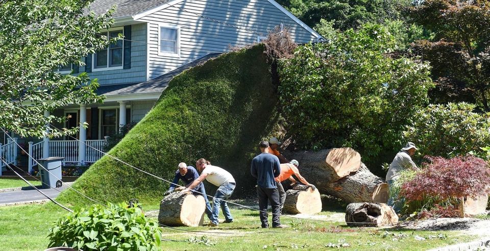 A lawn clinging to the roots of large